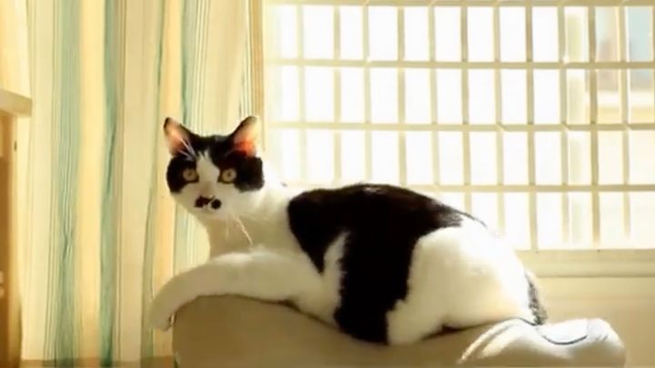 眠ってたらジョーバに揺らされ驚く猫、猫ミームの素材候補に