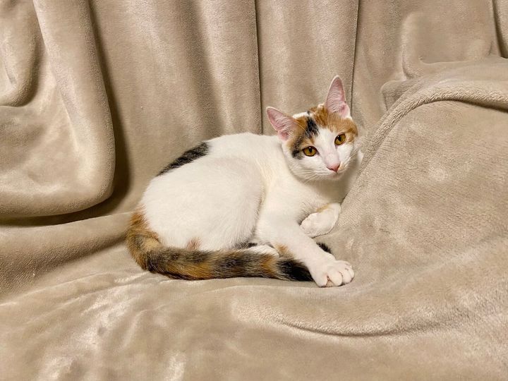 元保護猫の三毛猫おこげちゃん