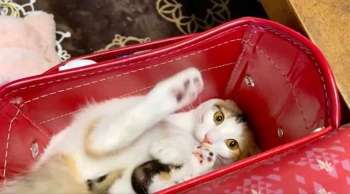 赤いランドセルの中に入るのが好きな三毛猫おこげちゃん