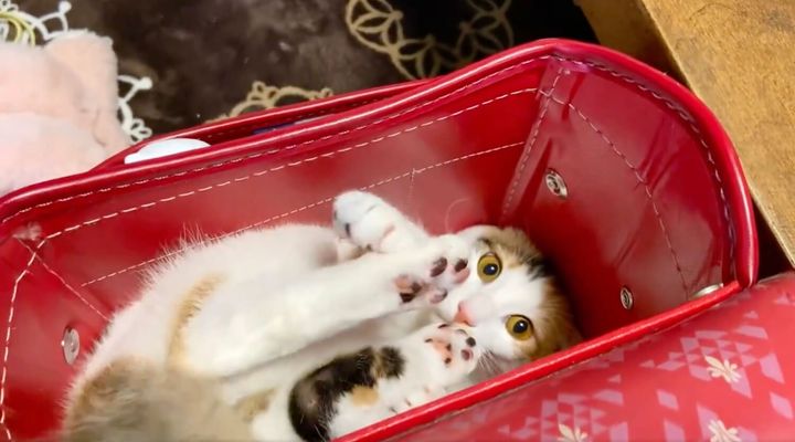 ランドセルの中でくつろぐ猫