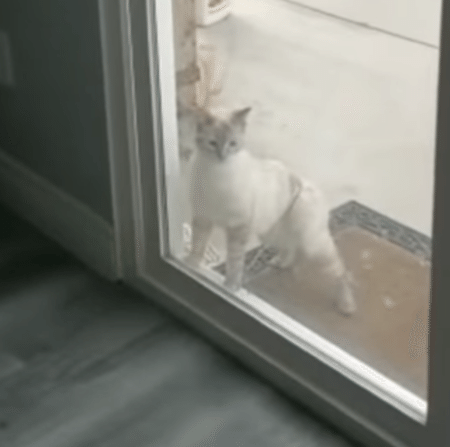 絶対開ける！ 重たい扉に挑む猫、その理由が可愛らしかった♪