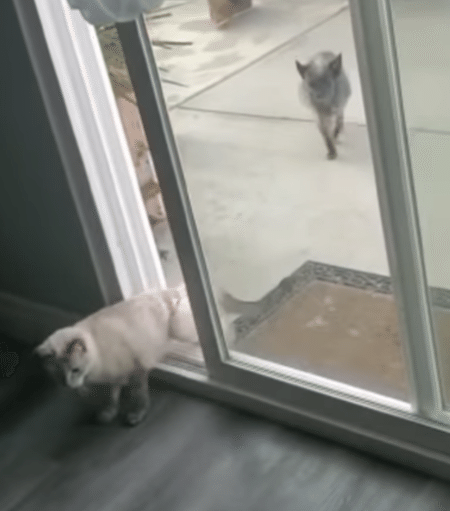 絶対開ける！ 重たい扉に挑む猫、その理由が可愛らしかった♪