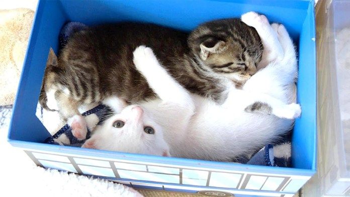 寄り添う子猫達