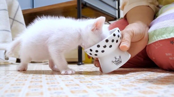 離乳食を食べる子猫