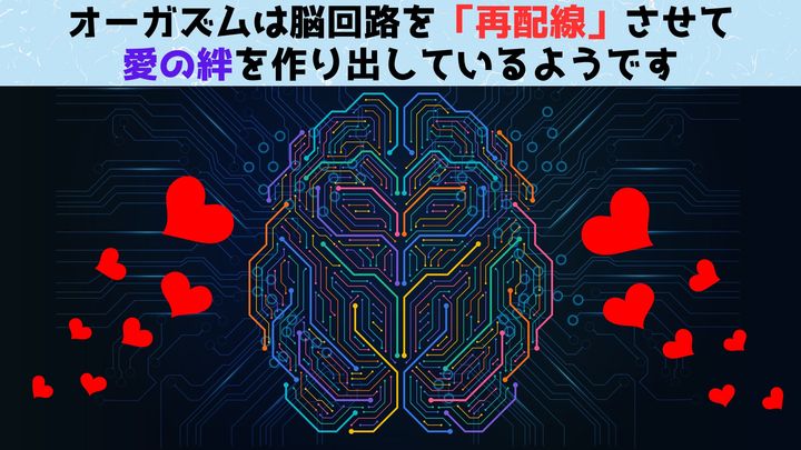 オーガズムは脳回路を「再配線」させて絆を作り出していたと判明！