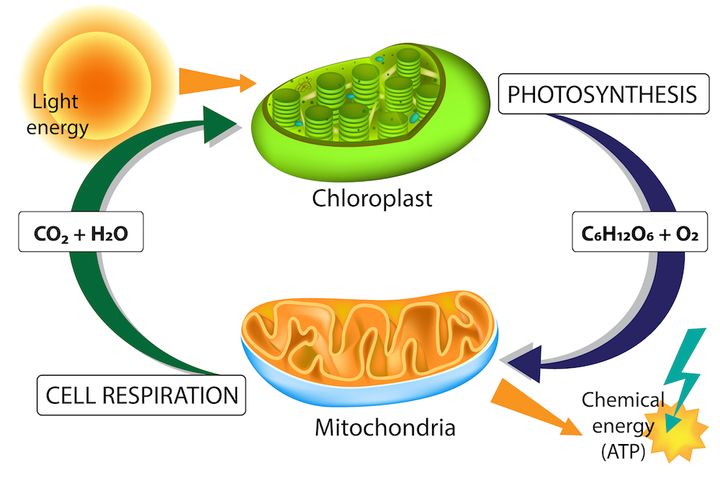 光合成の仕組み
