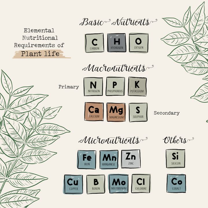 植物に必要な基本元素