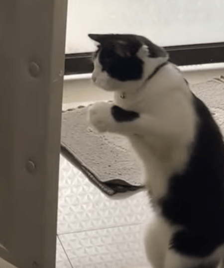 飼い主と戦う準備!? ボクシングの練習に励む猫さん。