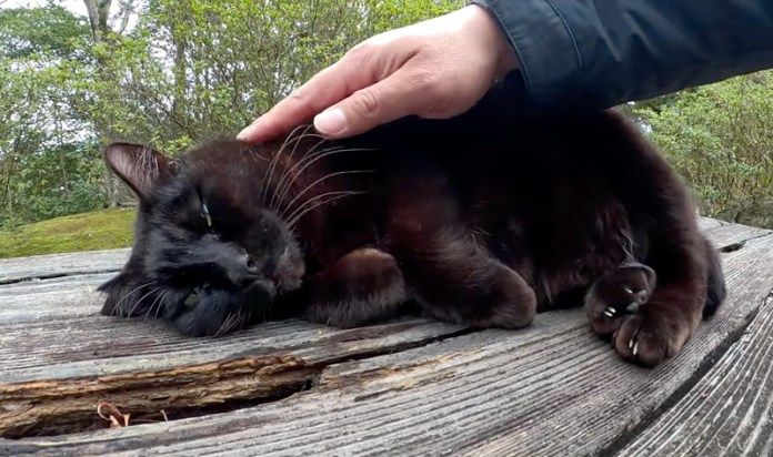 撫でられる猫