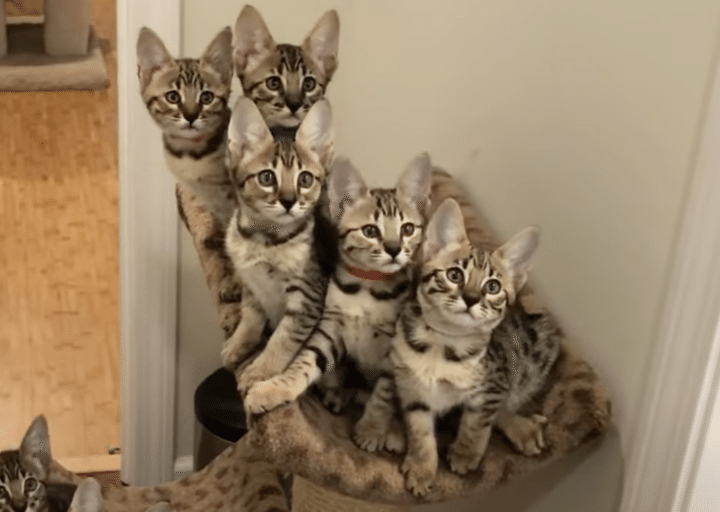 愛くるしい♪ 息ピッタリの動きを見せる子猫たち。