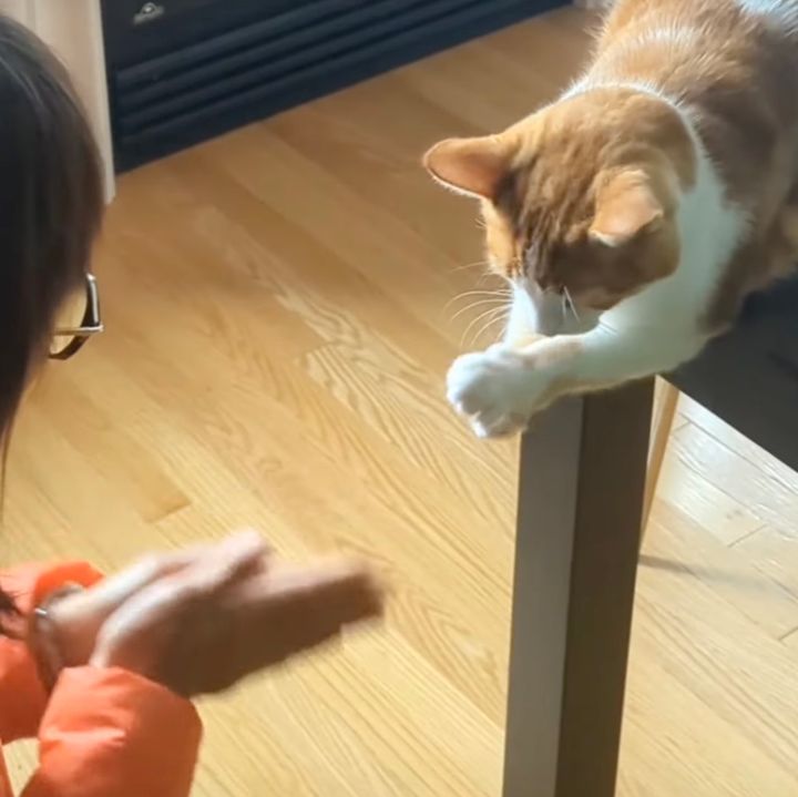 両の手を合わせて南無南無祈る猫、飼い主と二人心を揃えて