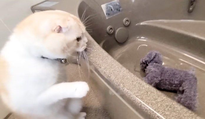 犬が溺れてると勘違いした猫