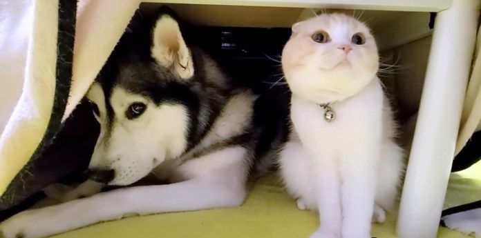 コタツの中の犬と猫