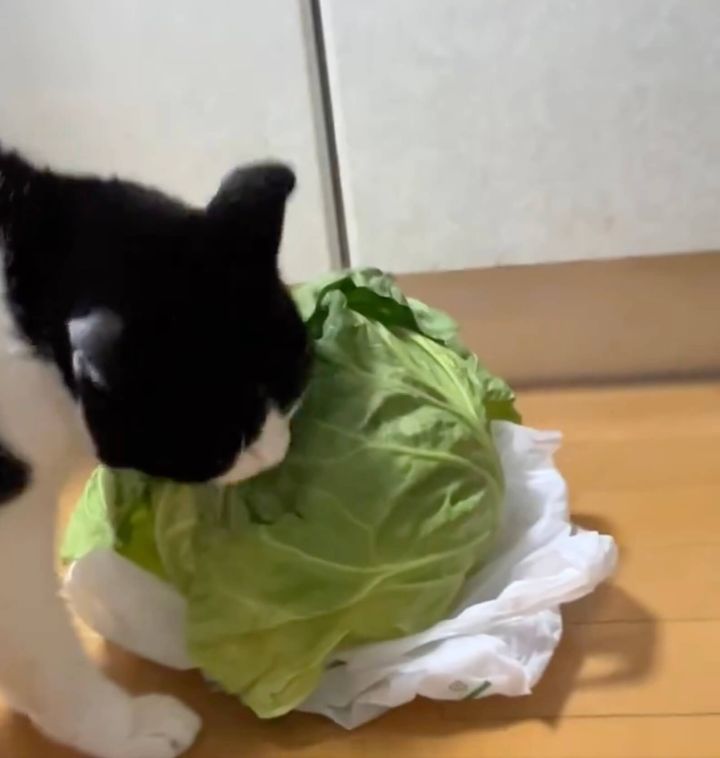 キャベツを盗み食いするハチワレ猫の写真