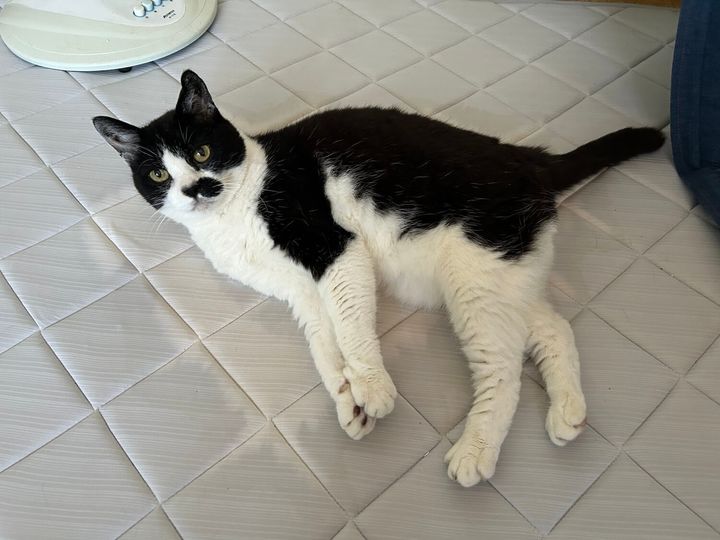 黒白ハチワレ猫のドツちゃん