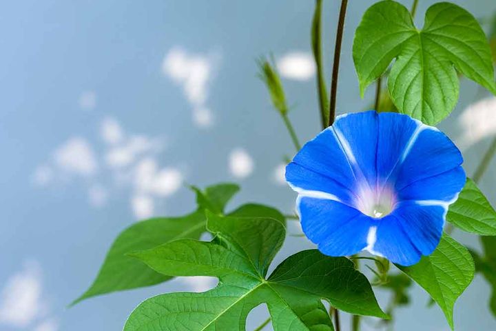 アサガオ