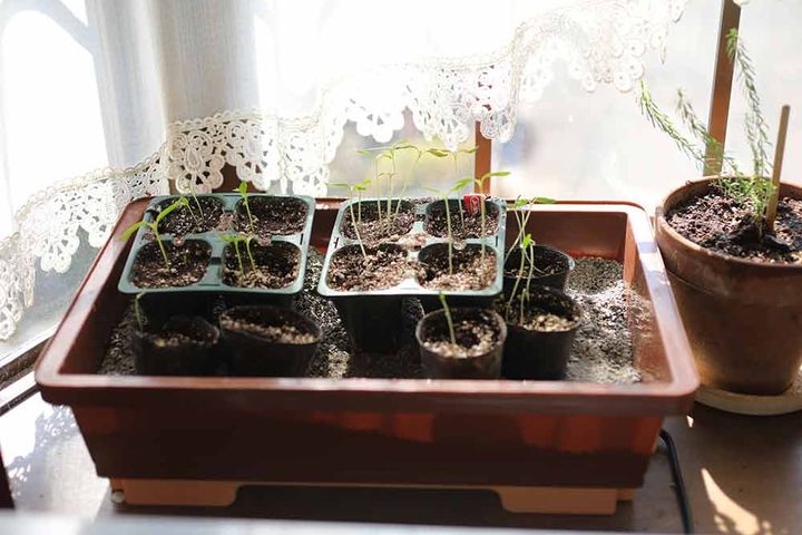種まき後の置き場所