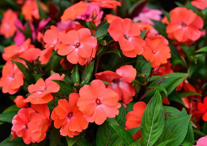 インパチェンス