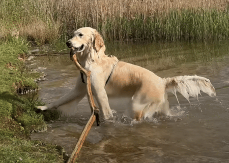 犬「今日の収穫はこれー♪」 大きな枝を泳いで持ってきたよ！