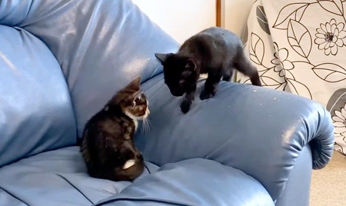 仲良しな子猫達