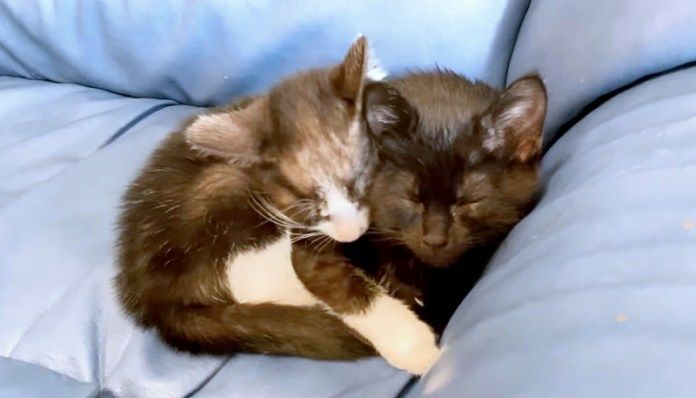 寄り添う子猫達