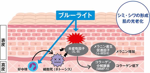 シミ・シワの形成 肌の光老化 表皮 真皮 ブルーライト→好中球→細胞死（ネトーシス）ブルーライト→炎症性因子（IL-8）→コラーゲン分解酵素（MMP-1）コラーゲン低下 メラニン産生促進因子（a-MSH）メラニン増加