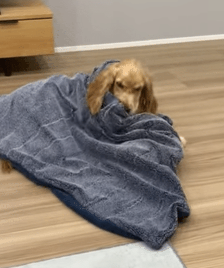 「う〜、今夜も寒いなぁ」犬さんの人間っぽい行動にびっくり！