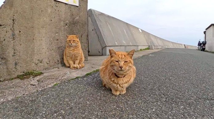 海沿いの道で出会った猫達
