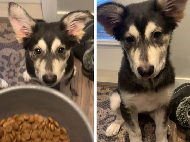 ちゃんと「待て」をしている犬さん、我慢できずについついヨダレが 笑