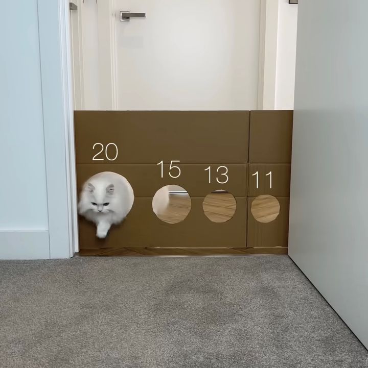 通れないならば跳べばいいじゃない、猫はラクラク課題を突破