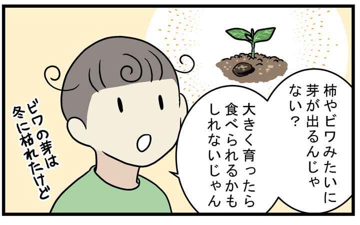 市販のデーツの種も発芽する!?