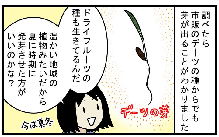 市販のデーツの種からも発芽する