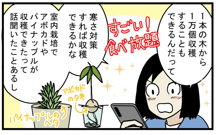 デーツも室内で育てれば、実がなるのではと期待