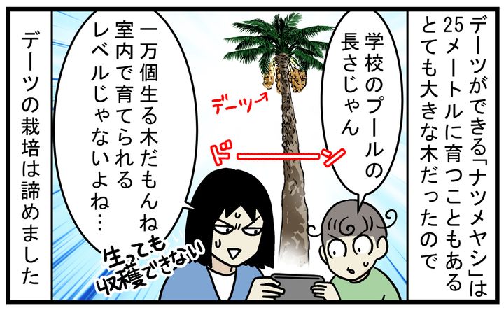 実がなる大きさまで室内で育てることは、難しいようなので諦めました
