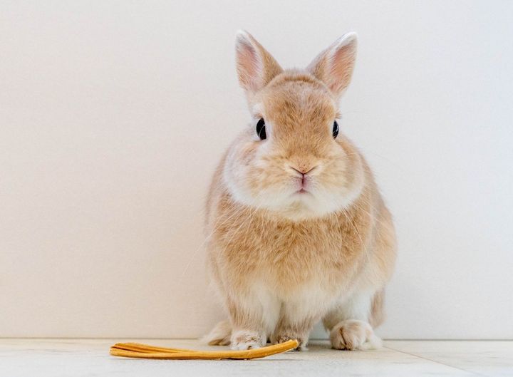 飼っていたウサギを“遺棄”していたとしたら…（画像はイメージ）