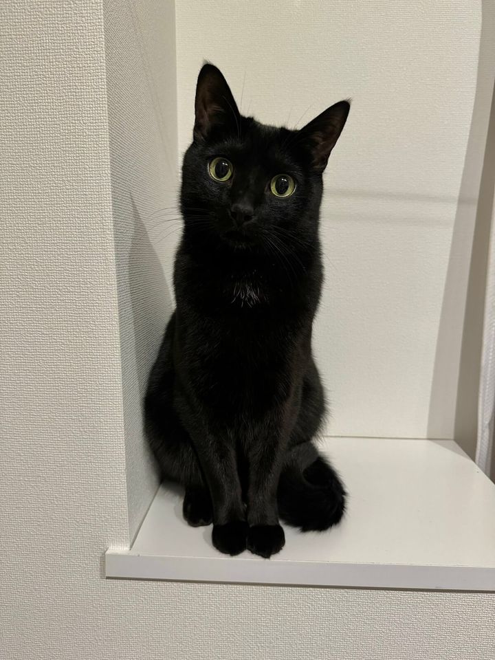 黒猫のラルちゃん