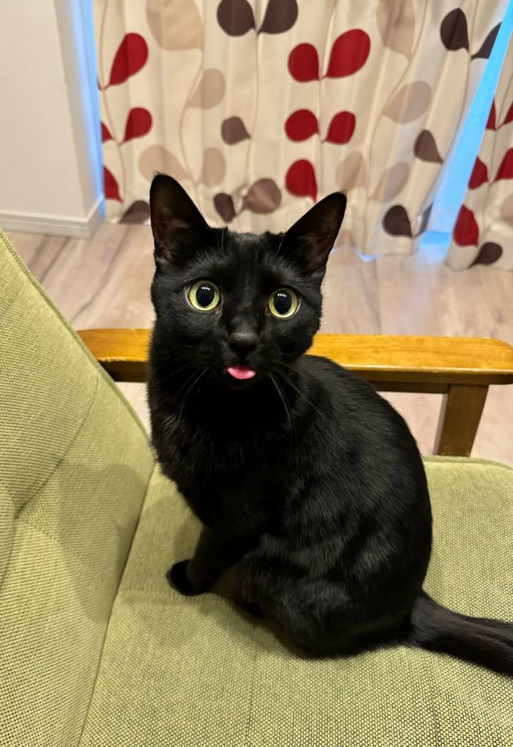 舌がペロッと出てしまい忘れてしまった黒猫