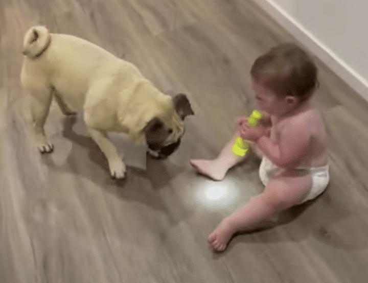 ピカって光るよ！ほら！懐中電灯にキャッキャする赤ちゃんと愛犬