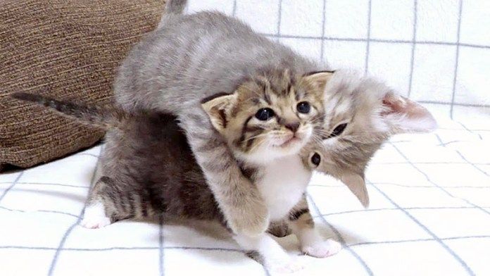 子猫に飛びつく兄猫