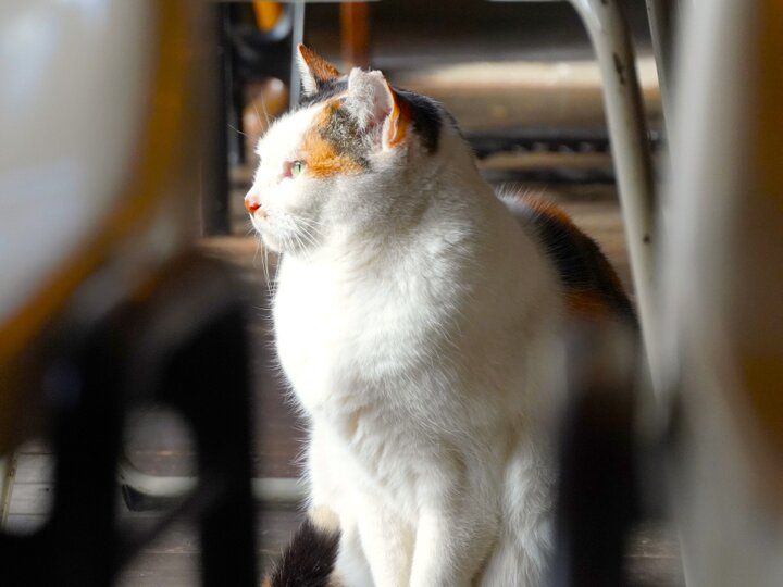 鎌倉・長谷の古民家カフェ「サカノシタ」で味わう♪自家製レモンソースのパンケーキ