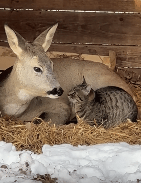 ぴったりとくっついていたら暖かいね♡ 仲良しなシカとネコ。