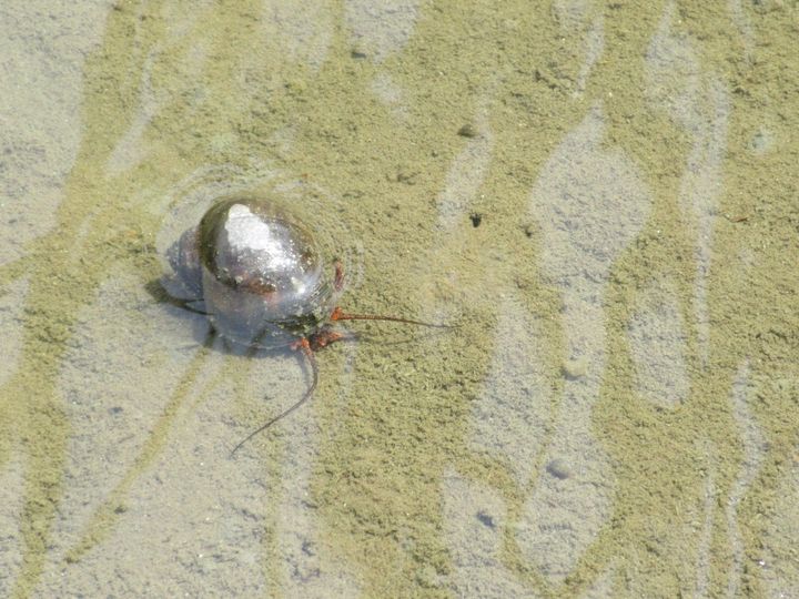 「ジャンボタニシ（スクミリンゴガイ）」の成貝（農林水産省の公式Xアカウントより）