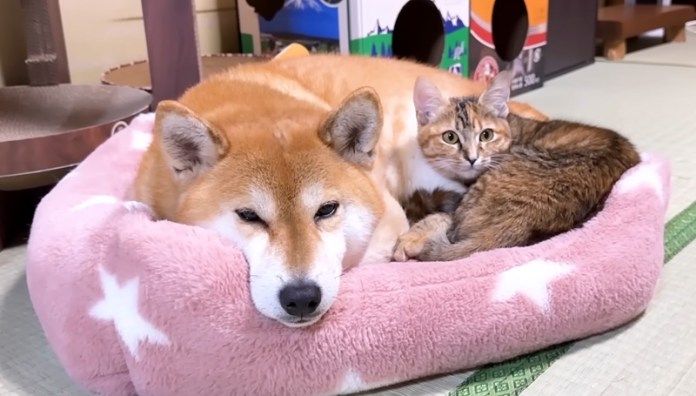 寄り添う柴犬と猫