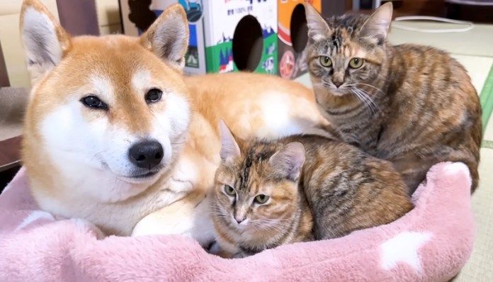 寄り添う柴犬と猫達