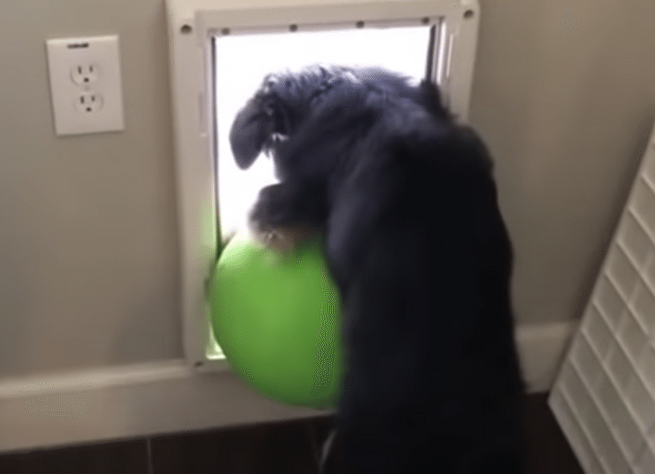 ボールを持って遊びに行きたい犬。でも出入り口が狭すぎて