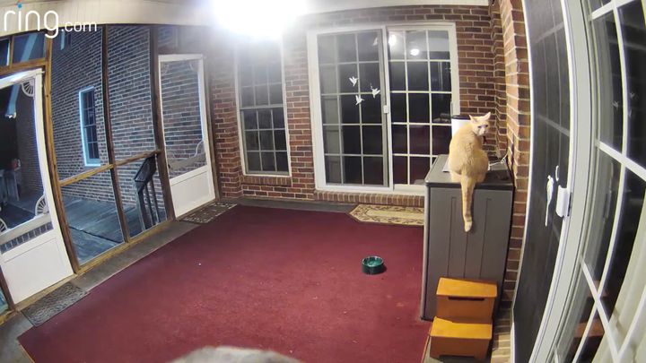 カメラから聞こえる飼い主の声に、律儀に反応する猫たち