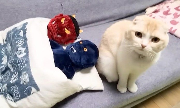 訴えかけてくる猫