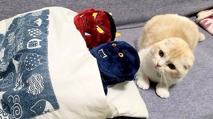 布団を取られた猫