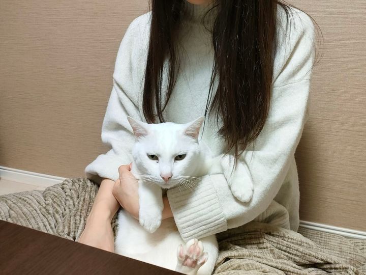 飼い主さんに抱っこされる白猫はーとくん