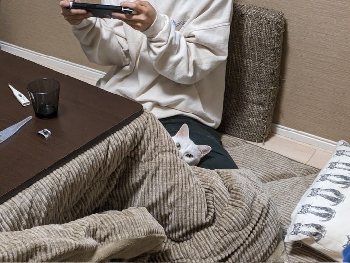 膝枕されてるのを自慢してドヤ顔する猫